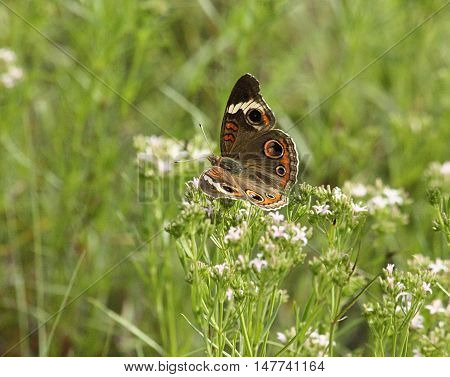 Common buck-eye butterfly sitting on white wildflowers, with wings spread, in a green country field.