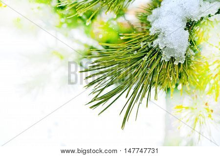 forest in the frost. Winter landscape. Snow covered trees.