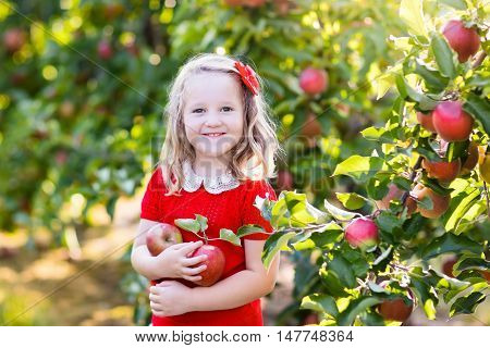Child picking apples on a farm in autumn. Little girl playing in apple tree orchard. Kids pick fruit in a basket. Toddler eating fruits at fall harvest. Outdoor fun for children. Healthy nutrition.