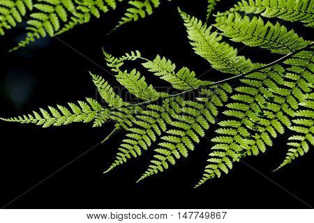 Ferns In The Cloud Forest