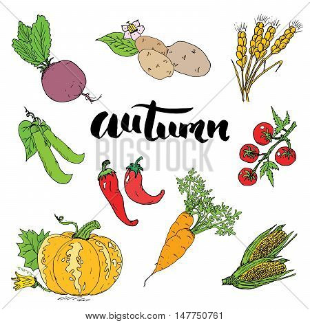 Autumn Season Set. Hand Drawn Doodles And Lettering Vector Illustration.