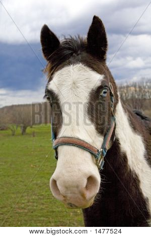 Caballo de ojos azules