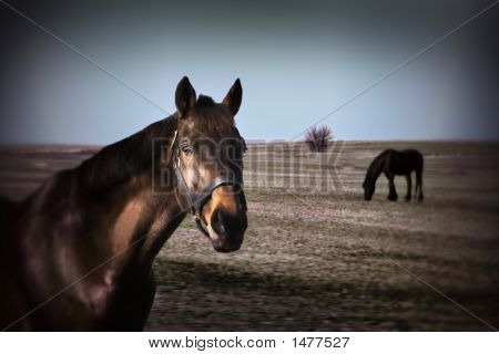 Caballo en el campo