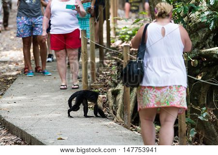 White Faced Or Capuchin Monkey