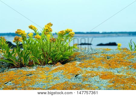 Flowers on a Rock along a cove on the Bay of Fundy New Brunswick