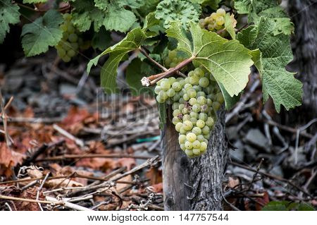 white Wine grapes in the german Region Moselle River Winningen 