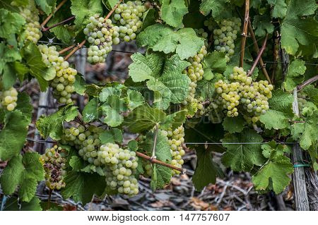 white Wine grapes in the german Region Moselle River Winningen 