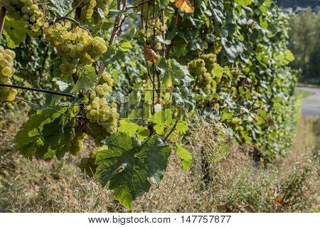 white Wine grapes in the german Region Moselle River Winningen 