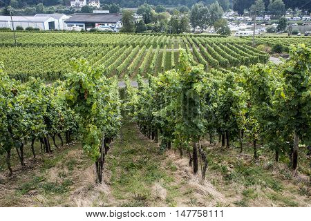 Famous German Wineyard Region Moselle River in Winningen 