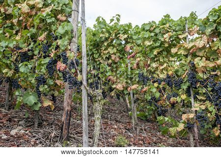 Red Wine in the german Region Moselle River Winningen 