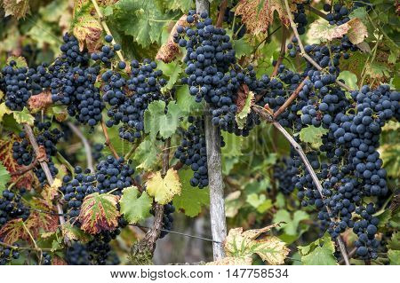 Red Wine in the german Region Moselle River Winningen 