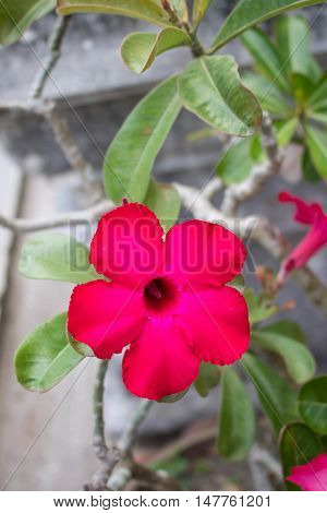Closeup of Red-Pink Desert Rose or Impala Lily tropical flower on blur background.