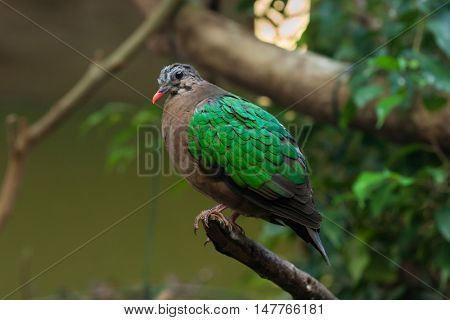 Common emerald dove (Chalcophaps indica). Wildlife animal. 