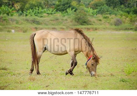 Horse On The Meadow