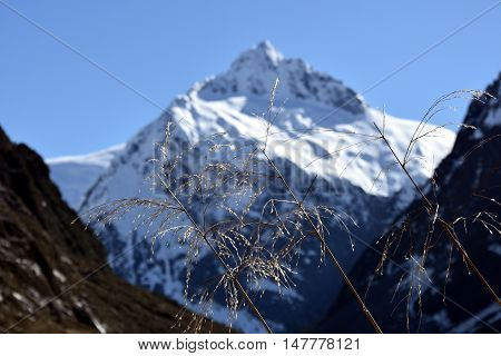 Dry reed cane grass in the foreground high snowy mountains in the background