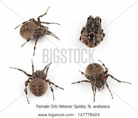 Four views of a Female Orb Weaver Spider, N. arabesca