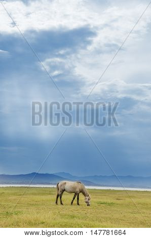 Horse On The Pasture