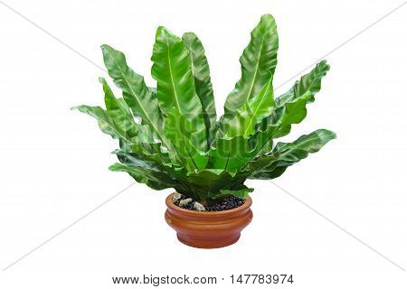 Bird's nest fern in clay pot isolated on white background
