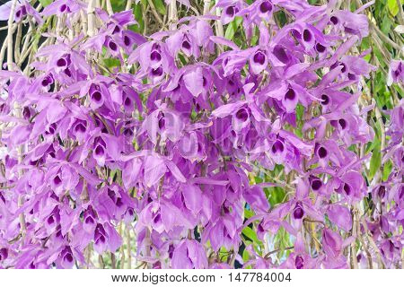 purple dendrobium orchid flowers bloosom as background