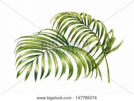 watercolor painting of coconut palm leaves isolated on white background