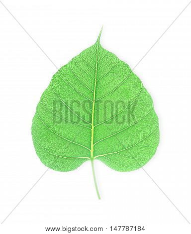 Green bodhi leaf isolated on white background