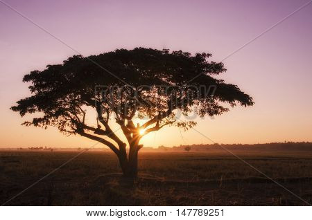 Silhouette Big Tree