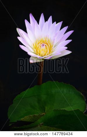 Violet lotus water lilly in a pond