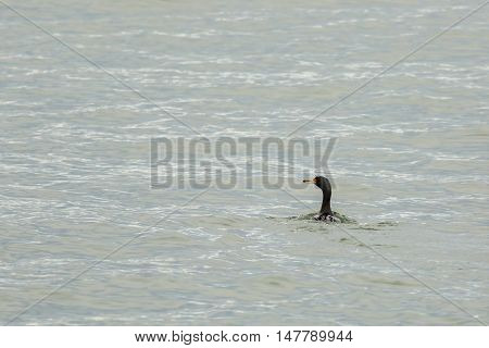 Pelagic cormorant floating in the Pacific Ocean.