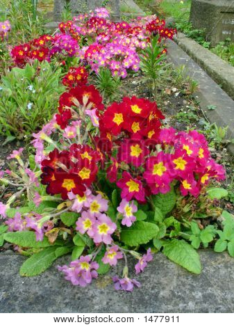 Cemetery Flowers