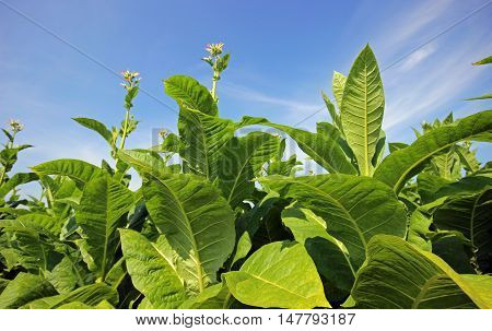growing tobacco on a field in Poland
