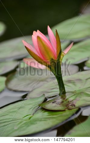 Pink Lotus Water Lilly