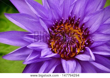 Violet Lotus Water Lilly In A Pond