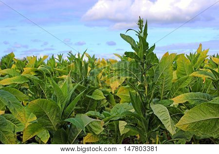 growing tobacco on a field in Poland