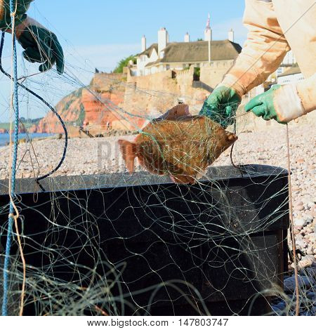 Freshly caught sea flatfish commonly known as plaice