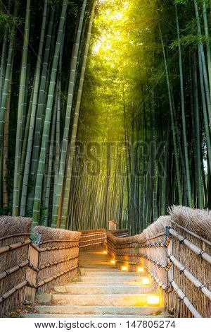 Arashiyama Bamboo Forest in  Kyoto Japan