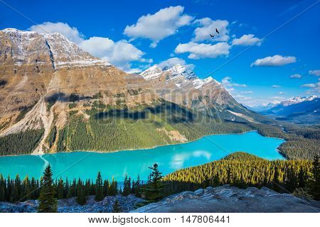 Canada. Turquoise Lake Peyto in Banff National Park. Mountain Lake as a 