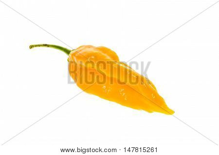 Ripe Fresh Fatalii Yellow Chili Hot Pepper With Green Stem