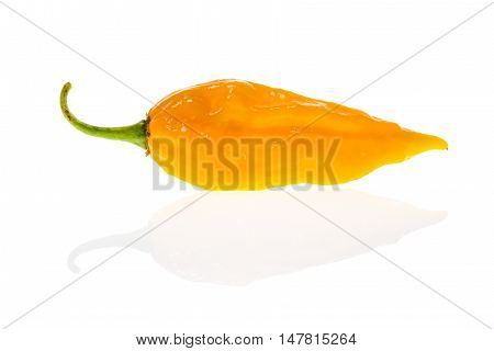 Ripe Fresh Fatalii Yellow Chili Hot Pepper With Green Stem