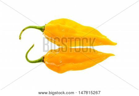 Two Ripe Fresh Fatalii Yellow Chili Hot Pepper