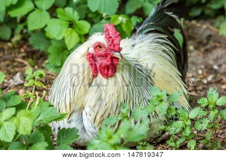 free range rooster resting in the shade