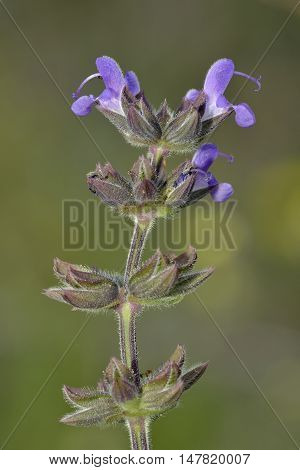 Wild Clary - Salvia verbenaca Wild Flower from Cyprus