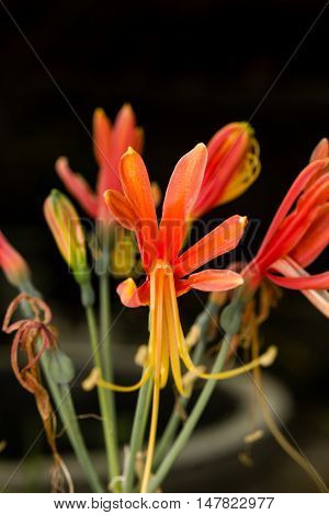 Closeup red eucrosia bicolor blossom in flower garden