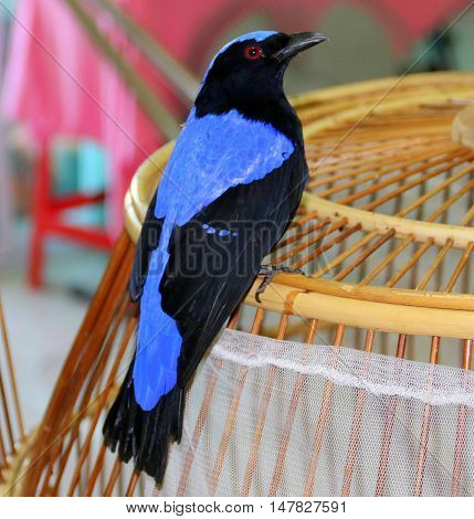 male Asian Fairy-bluebird perching on top of a round bamboo cage, Songkhla, Thailand