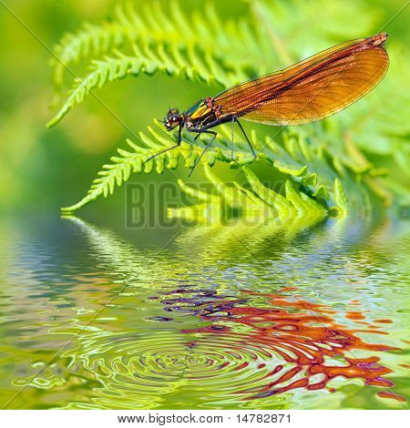 Damselfly macro su felce di sopra dell'acqua