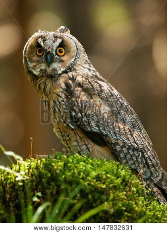 Long-eared owl siting on the stump in forest - Asio otus otus