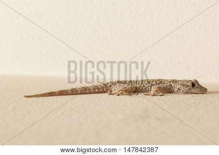Gray house Gecko living inside a European house