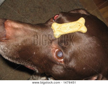 Dog Bone