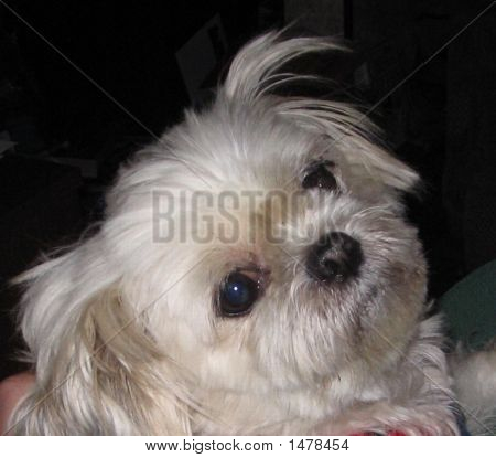 Pomeranian