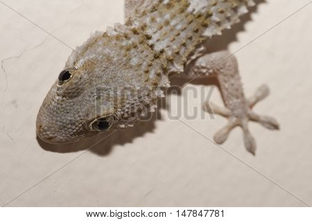 Gray house Gecko living inside a European house