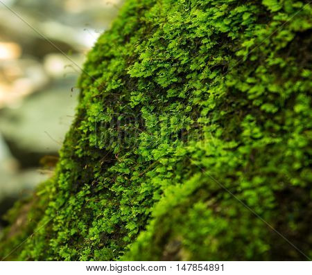 Beautiful moss green on brown wood surface.